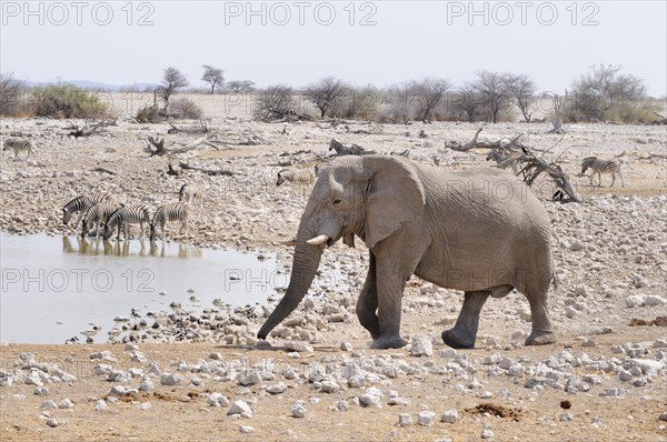 African Elephant (Loxodonta africana) and Burchell's Zebras (Equus quagga) at the water hole