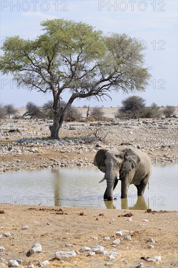 African Bush Elephant (Loxodonta africana) at a waterhole