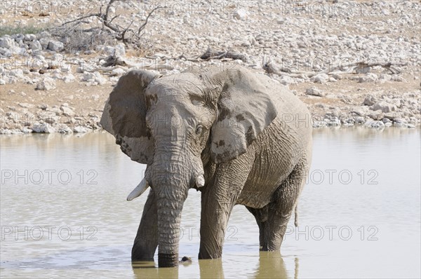 African Bush Elephant (Loxodonta africana) at a waterhole