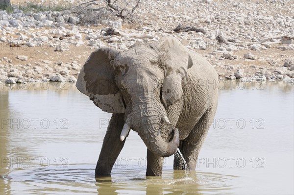 African Bush Elephant (Loxodonta africana) at a waterhole