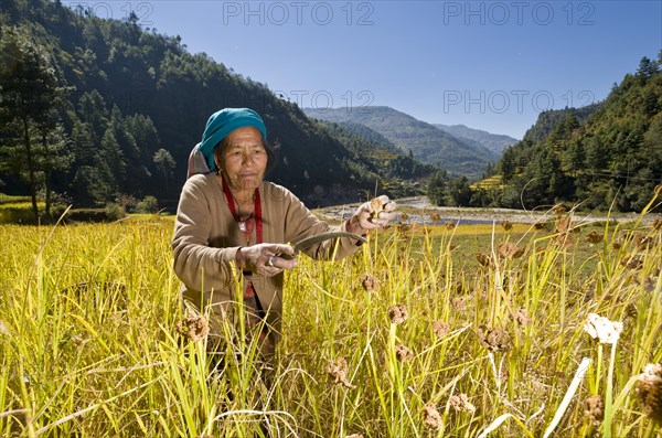 Farmers woman harvesting millet