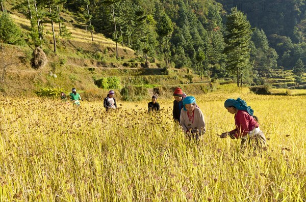 Farmers harvesting millet