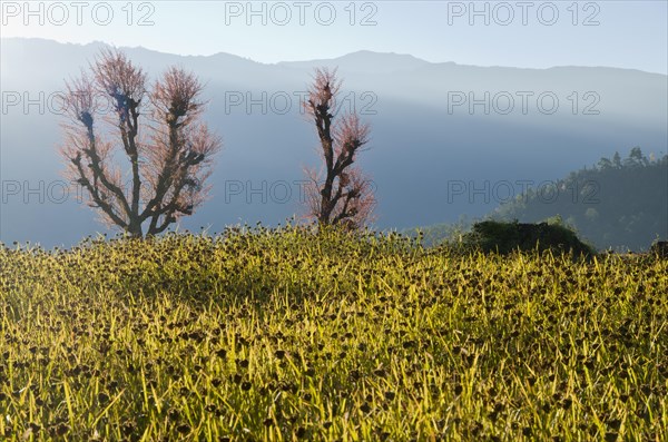 Millet field ready to harvest with blooming cherry trees