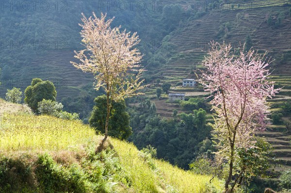 Pink blooming cherry trees on a harvested terrace field