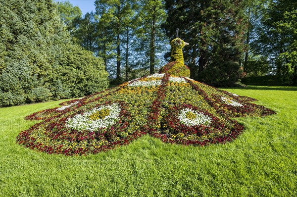 Sculpture of a peacock made of blooming flowers