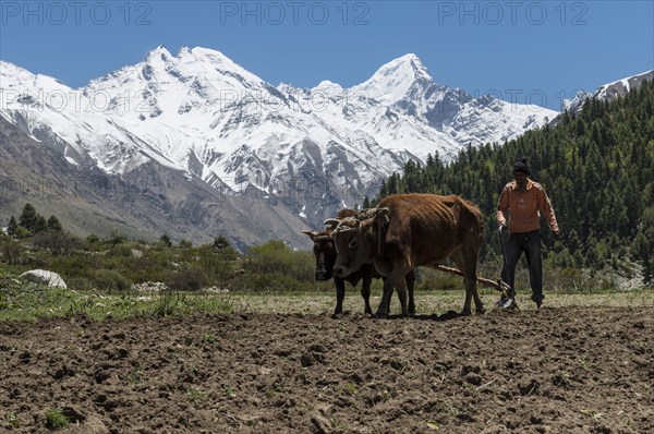 Local farmer ploughing a field with an ox-drawn plough