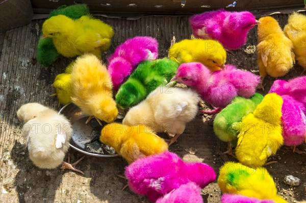 Artificially coloured chicks for sale