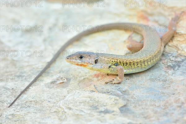 Large Psammodromus (Psammodromus algirus)