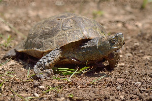 Spanish pond turtle or Mediterranean Turtle (Mauremys leprosa)