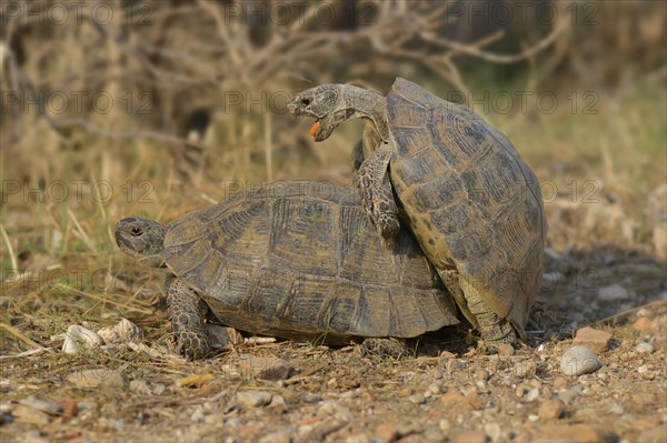 Pairing of two Spur-thighed Tortoises (Testudo graeca)