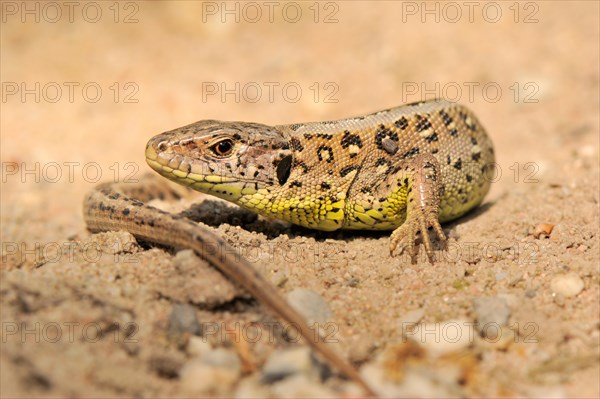 Sand lizard (Lacerta agilis)