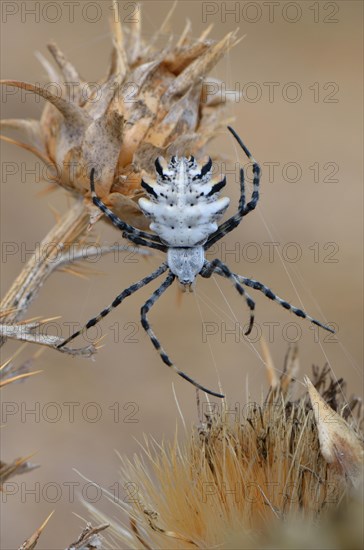 Orb Web Spider (Argiope lobata)