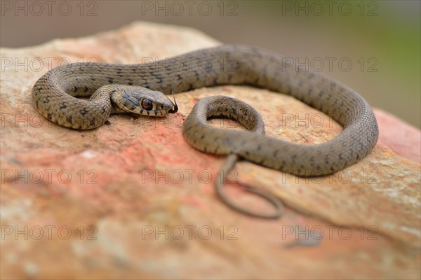 Iberian grass snake (Natrix natrix astreptophora)