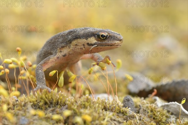 Smooth newt (Lissotriton vulgaris) between moss spores