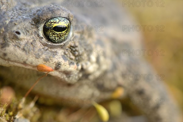 Natterjack toad (Bufo calamita)