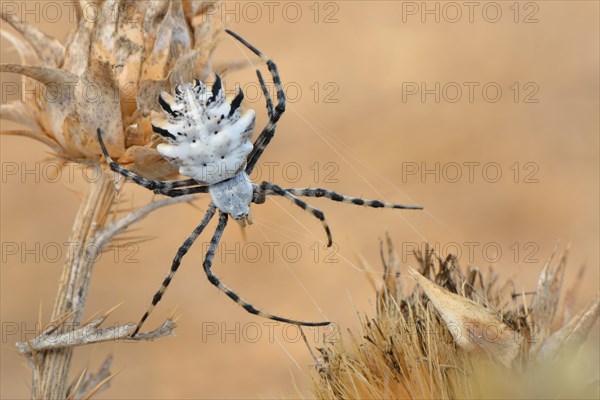 Orb Web Spider (Argiope lobata)