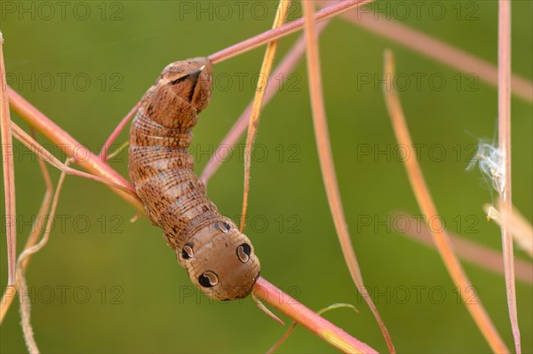 Caterpillar of the Elephant Hawk-moth (Deilephila elpenor)