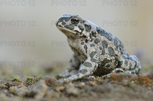 Green toad (Bufo viridis)