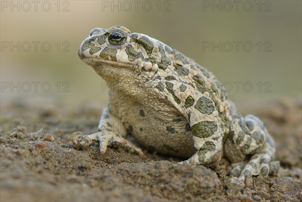 Green toad (Bufo viridis)