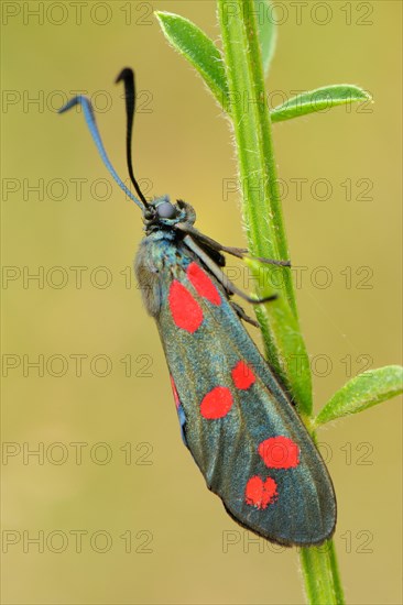 Six-spot Burnet (Zygaena Filipendulae) perched on a straw