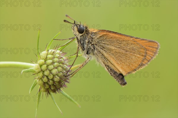 Essex Skipper or European Skipper (Thymelicus lineola)