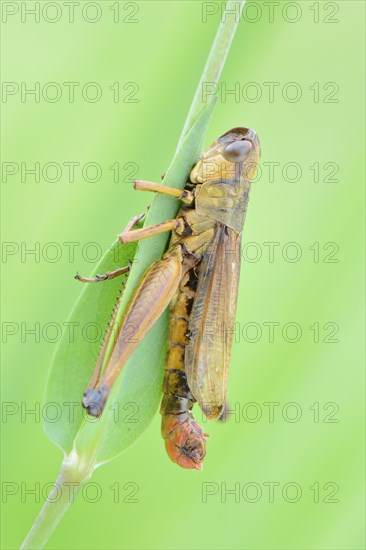 Meadow Grasshopper (Chorthippus parallelus)