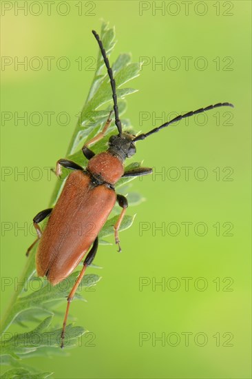 Longhorn Beetle (Stictoleptura rubra)