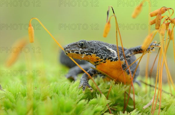 Alpine newt (Triturus alpestris) makes its way through moss spores