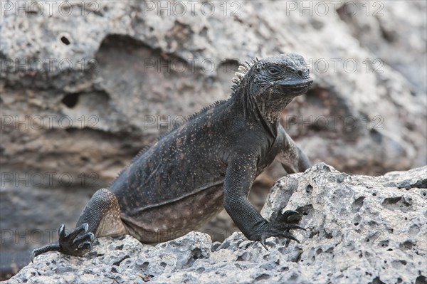 Marine Iguana (Amblyrhynchus cristatus hassi)