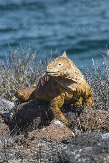 Galapagos Land Iguana (Conolophus subcristatus)