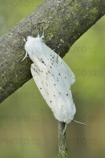 Pairing of two White Ermine Moths (Spilosoma lubricipeda) while sitting on a branch