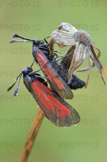 Transparent Burnets (Zygaena purpuralis) clinging to a stem