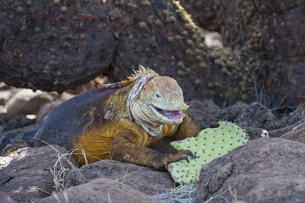 Galapagos Land Iguana (Conolophus subcristatus) feeding on cactus leaves