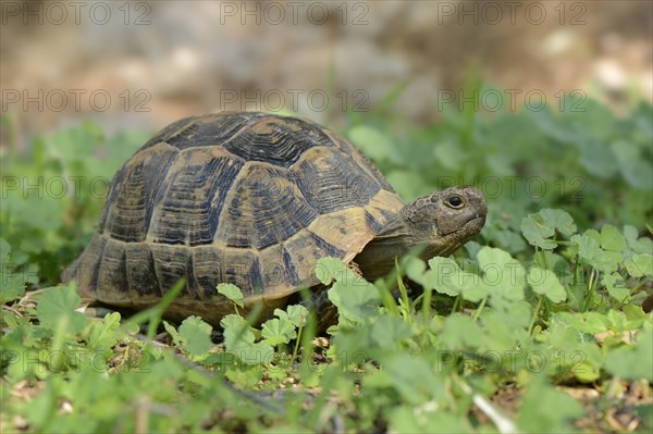 Spur-thighed Tortoise (Testudo graeca)