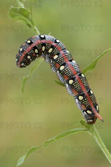 Spurge Hawk-moth (Hyles euphorbiae)