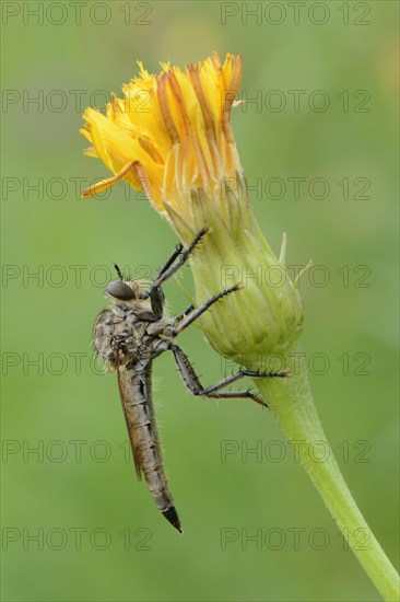 Robber fly (Asiloidea)