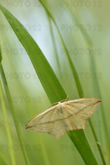 Blood-vein moth (Timandra comae)