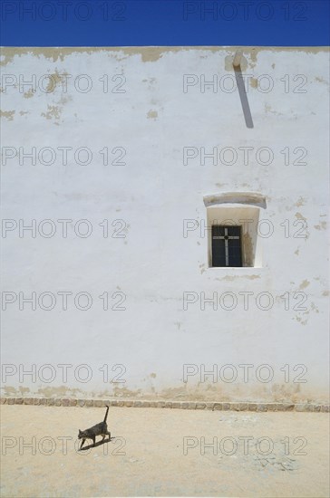 Cat walking in front of the Da nossa Senhora do Guadalupe Chapel