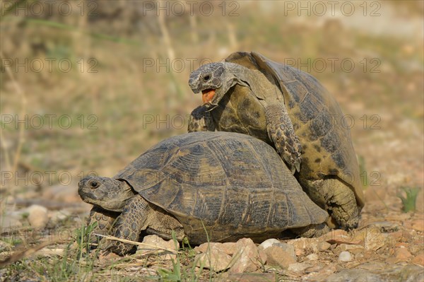 Pairing of two Spur-thighed Tortoises (Testudo graeca)