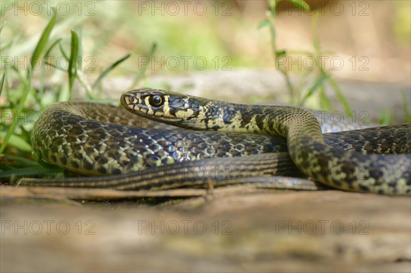 Yellow-green Whip Snake or Western Whip Snake (Hierophis viridiflavus)