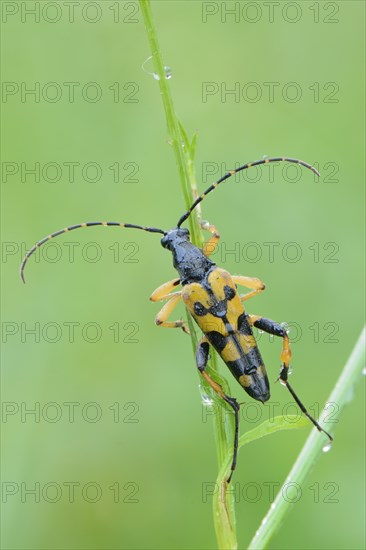 Spotted Longhorn beetle (Rutpela maculata)