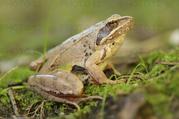 Agile Frog (Rana dalmatina)