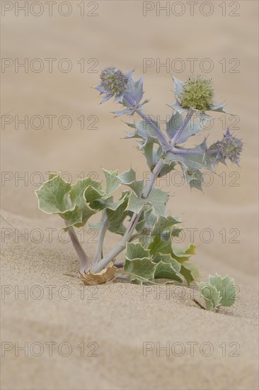 Sea Holly (Eryngium maritimum) in the sand