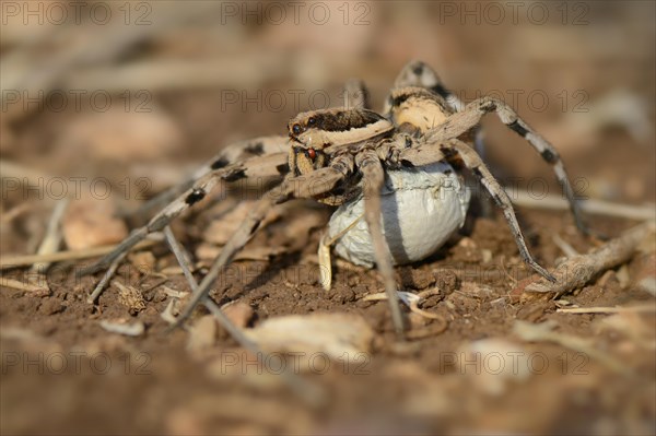 Wolf Spider (Lycosa tarentula)