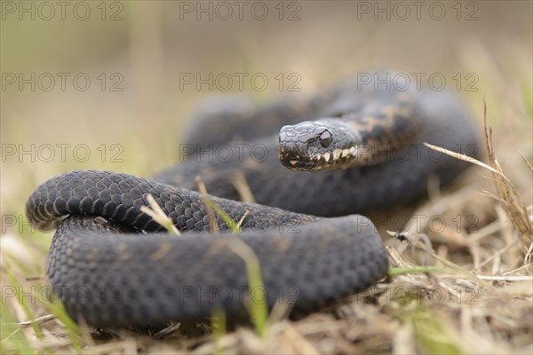 Common European Adder or Common European Viper (Vipera berus)