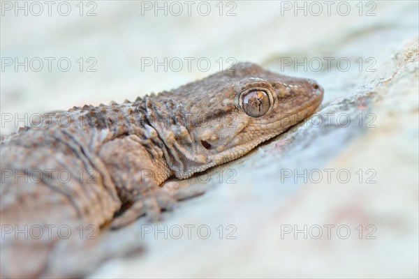 Moorish Wall Gecko (Tarentola mauritanica)