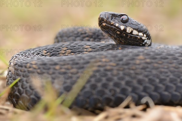 Common European Adder or Common European Viper (Vipera berus)