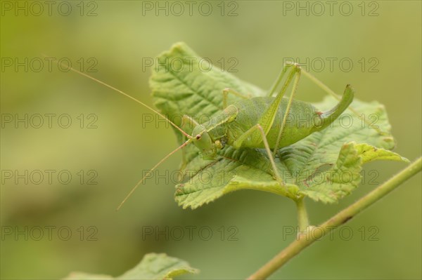 Krauss's Bush-cricket (Isophya kraussii) on a green leaf