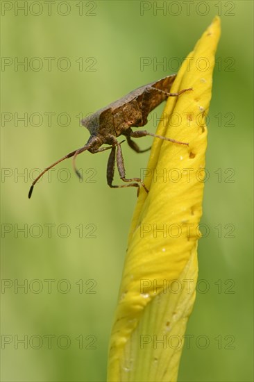 Dock Bug (Coreus marginatus)