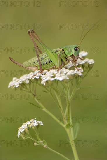 Wart-biter (Decticus verrucivorus)